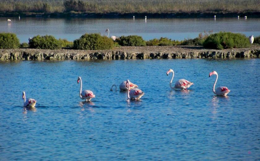 Gebieden voor vogels in Alicante, Santa Pola en Torrevieja in Vidando Estates
